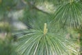 Dwarf Schwerins white pine Japanese Pinus schwerinii Wiethorst, leaves